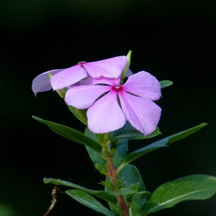 Catharanthus hybrid 'Soiree Kawaii Blueberry Kiss' ~ Soiree Kawaii® Blueberry Kiss Vinca-ServeScape