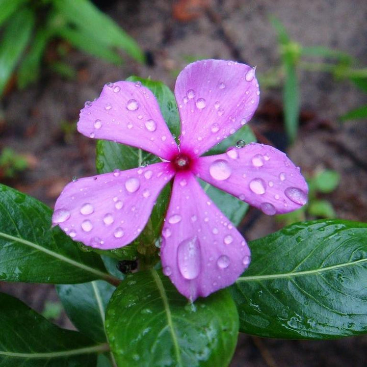 Catharanthus hybrid 'Soiree Kawaii Blueberry Kiss' ~ Soiree Kawaii® Blueberry Kiss Vinca-ServeScape