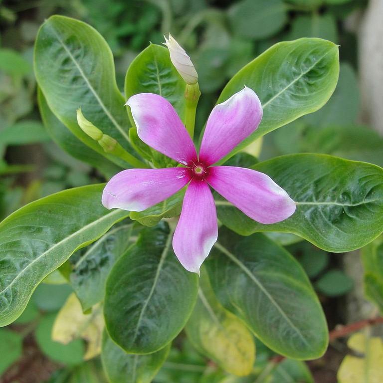 Catharanthus hybrid 'Soiree Kawaii Blueberry Kiss' ~ Soiree Kawaii® Blueberry Kiss Vinca-ServeScape