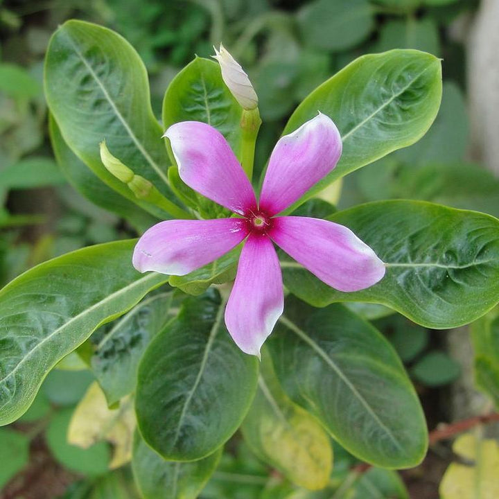 Catharanthus hybrid 'Soiree Kawaii Blueberry Kiss' ~ Soiree Kawaii® Blueberry Kiss Vinca-ServeScape