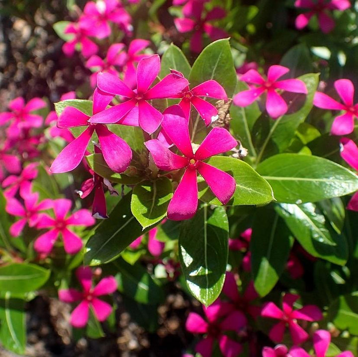 Catharanthus hybrid 'Suncatha 2439' ~ Soiree Kawaii® Lavender Vinca-ServeScape