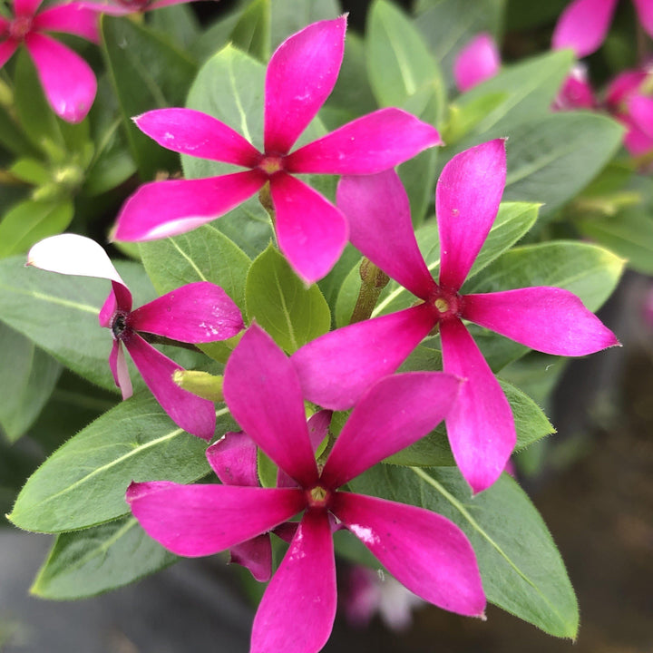 Catharanthus hybrid 'Suncatha 2439' ~ Soiree Kawaii® Lavender Vinca-ServeScape