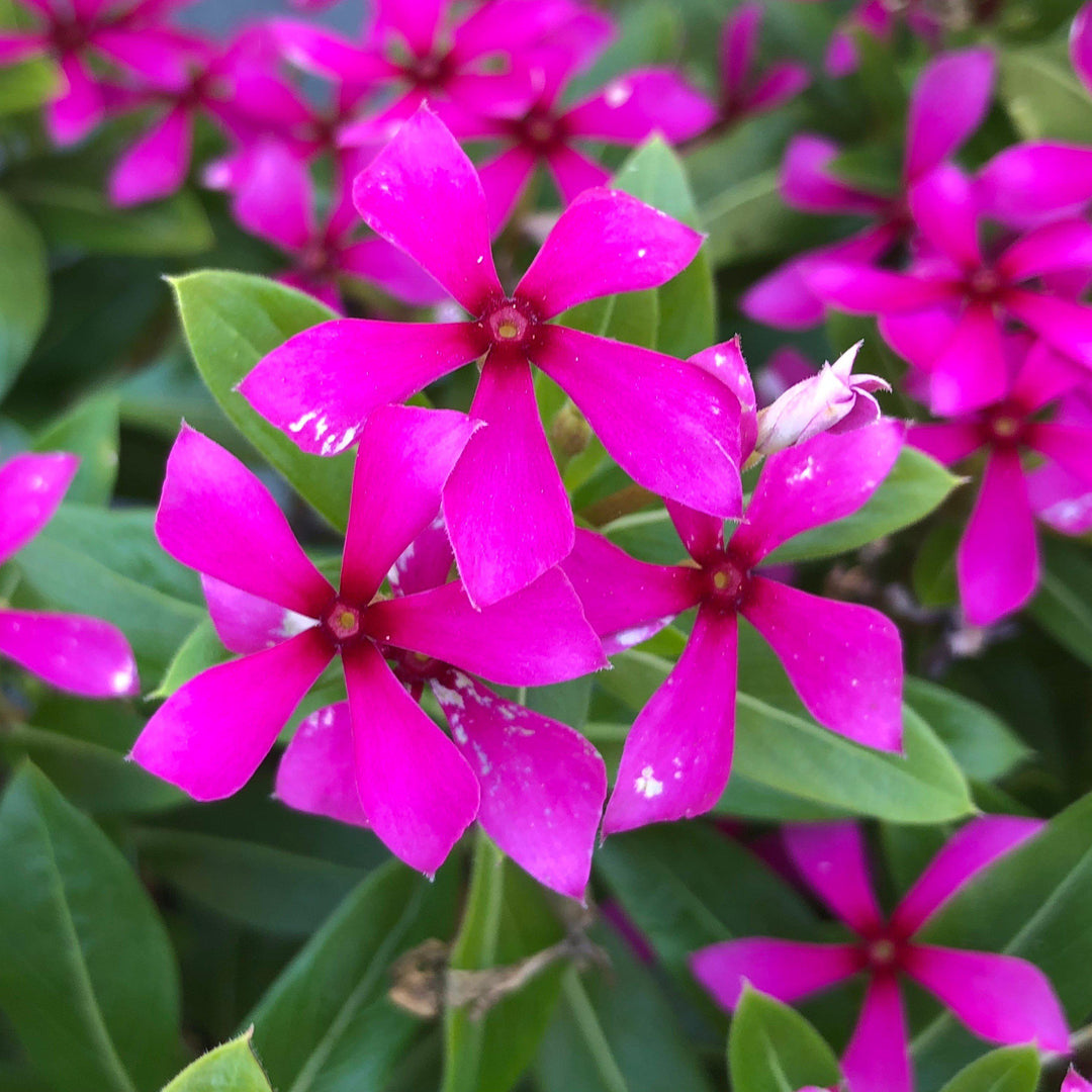 Catharanthus hybrid 'Suncatha 2439' ~ Soiree Kawaii® Lavender Vinca-ServeScape