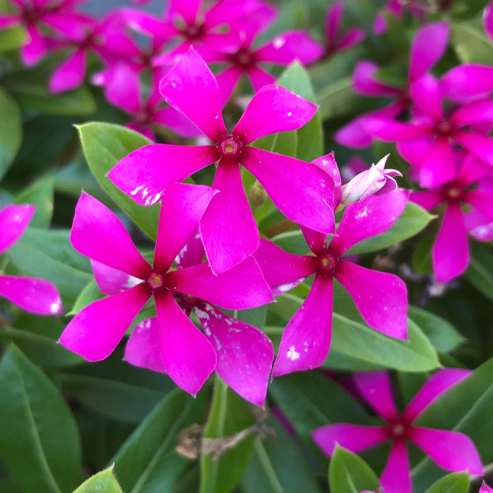 Catharanthus hybrid 'Suncatha 2439' ~ Soiree Kawaii® Lavender Vinca-ServeScape