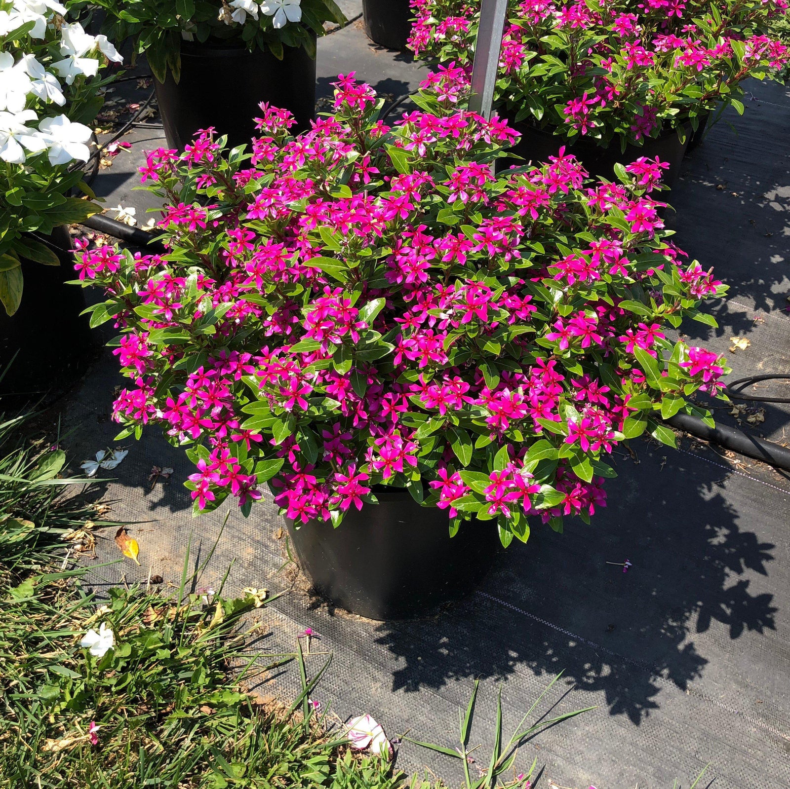 Catharanthus hybrid 'Suncatha 2439' ~ Soiree Kawaii® Lavender Vinca-ServeScape