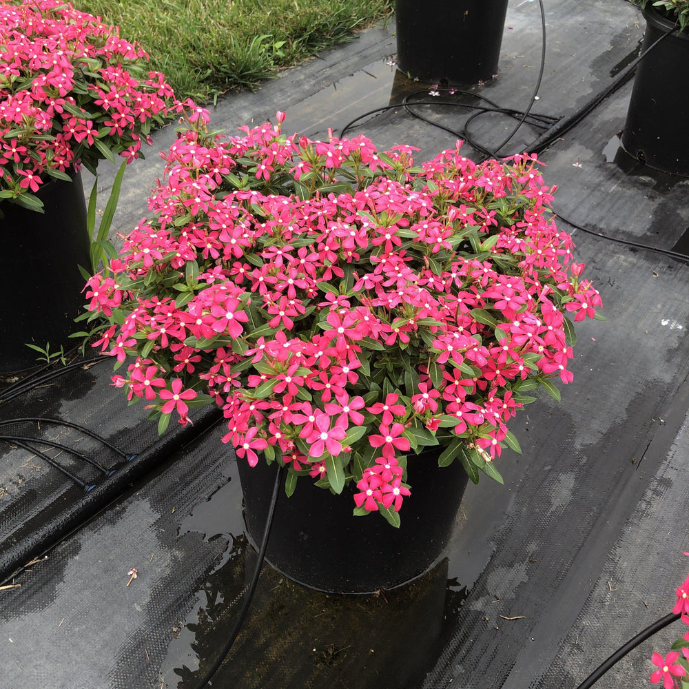 Catharanthus hybrid 'Suncatha 2460' ~ Soiree Kawaii® Coral Vinca-ServeScape