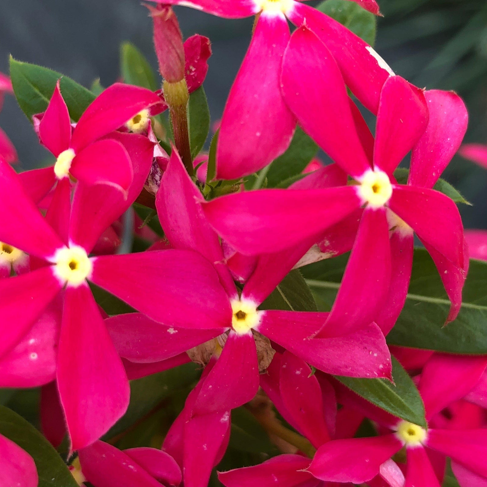 Catharanthus hybrid 'Suncatha 2460' ~ Soiree Kawaii® Coral Vinca-ServeScape