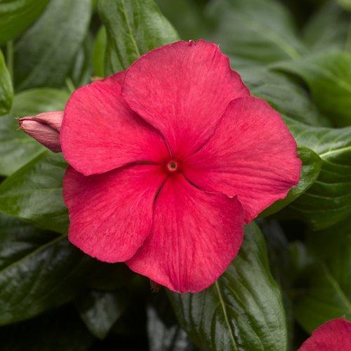 Catharanthus roseus 'Cora Cascade Cherry' ~ Cora® Cascade Cherry Vinca-ServeScape