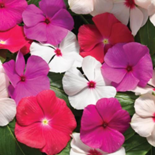 Catharanthus roseus 'Cora Cascade' ~ Cora® Cascade Vinca Mix-ServeScape