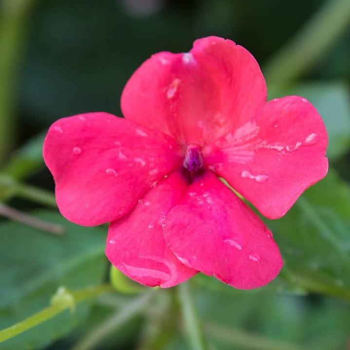 Catharanthus roseus 'Cora Cascade Magenta' ~ Cora® Cascade Magenta Vinca-ServeScape