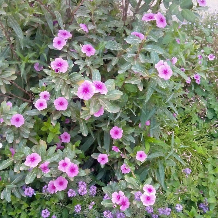 Catharanthus roseus 'Cora Cascade Strawberry' ~ Cora® Cascade Strawberry Vinca-ServeScape