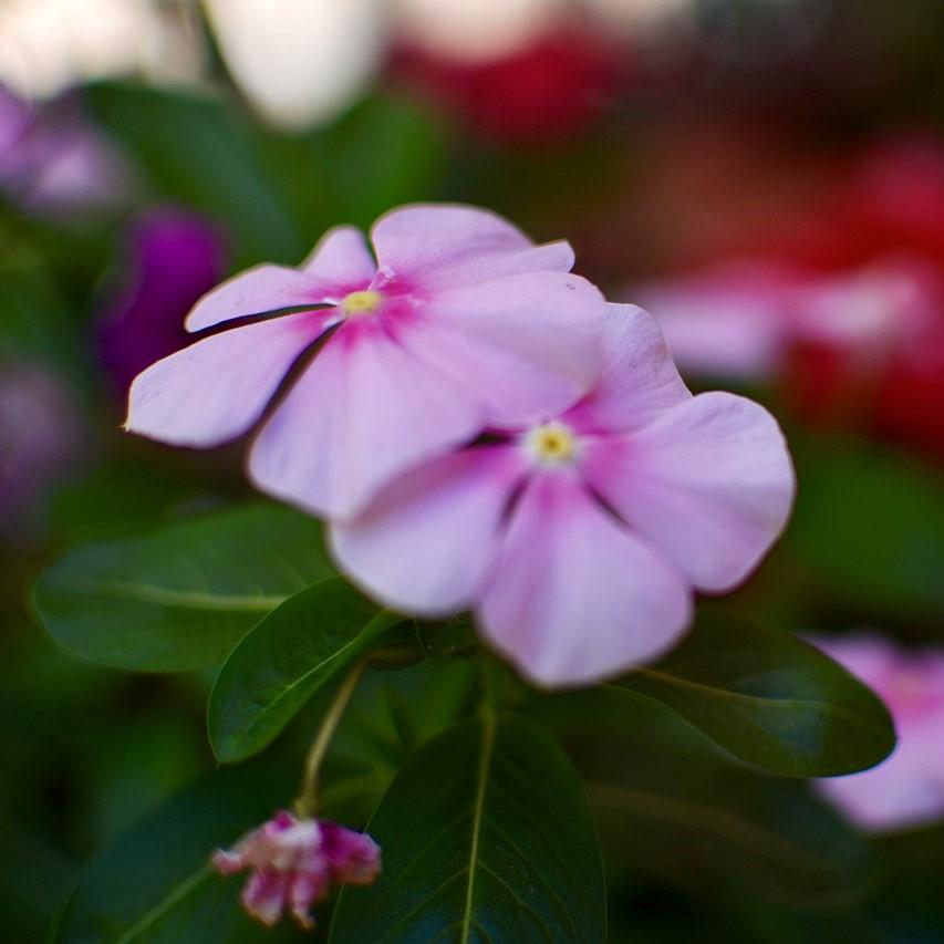 Catharanthus roseus 'Cora Cascade Strawberry' ~ Cora® Cascade Strawberry Vinca-ServeScape