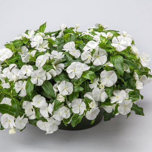 Catharanthus roseus 'Cora Cascade White' ~ Cora® Cascade White Vinca-ServeScape
