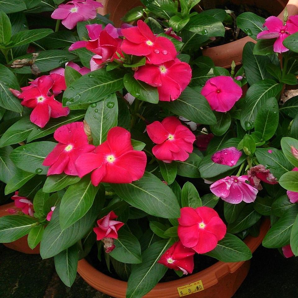 Catharanthus roseus 'Cora Red' ~ Cora® Red Vinca-ServeScape