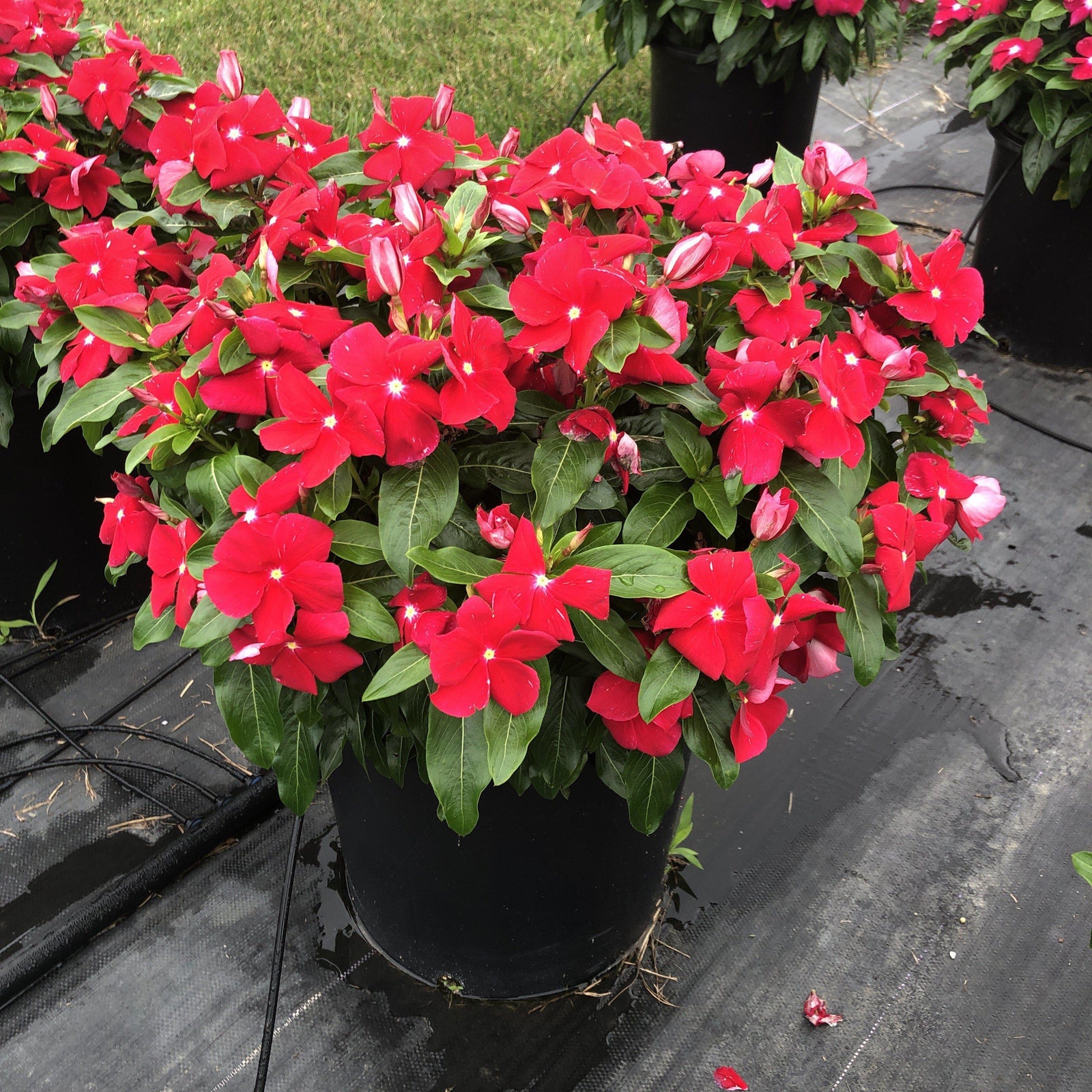 Catharanthus roseus 'Cora Red' ~ Cora® Red Vinca-ServeScape