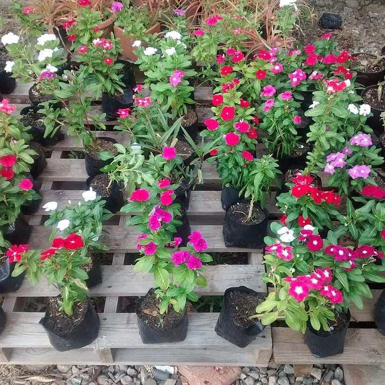 Catharanthus roseus 'Coral XDR' ~ Cora® XDR Vinca Mix-ServeScape