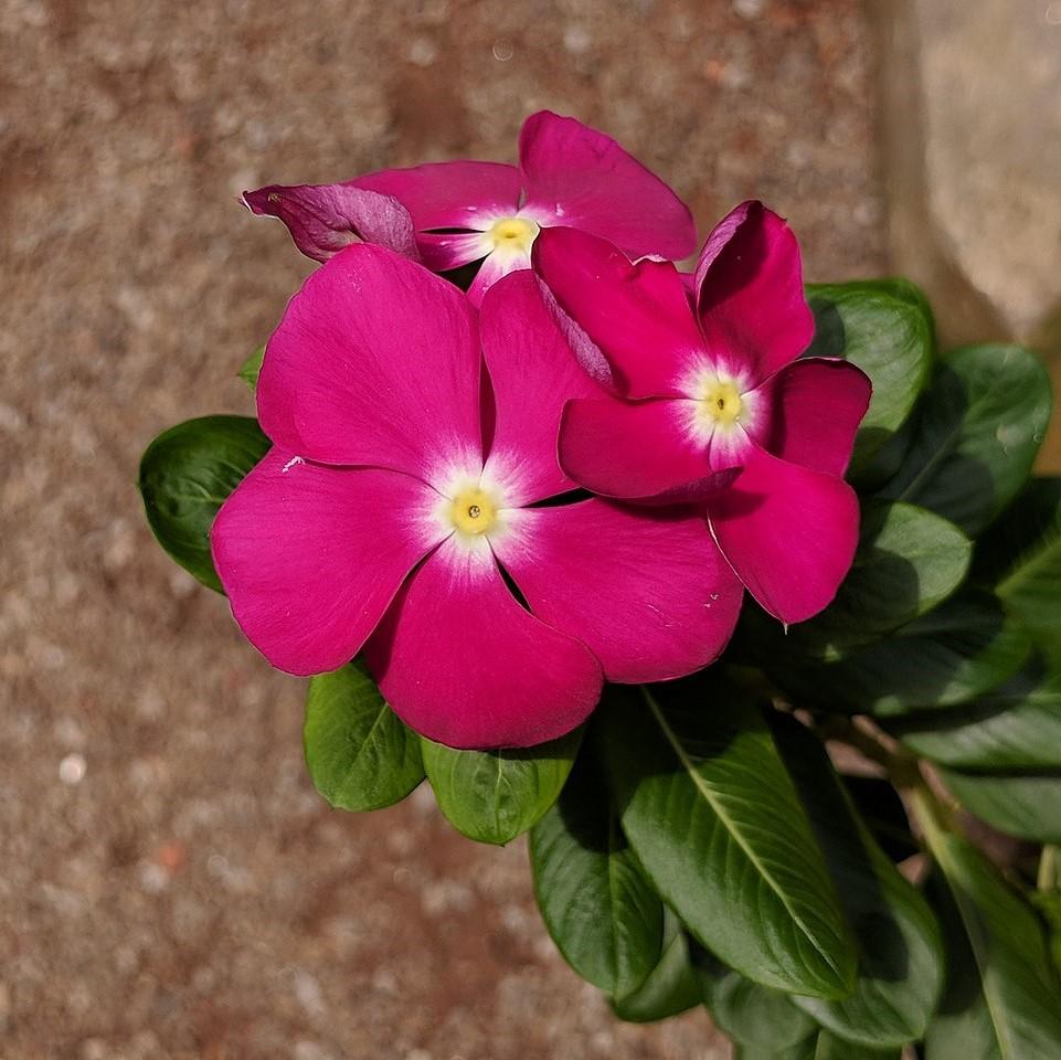 Catharanthus roseus 'Coral XDR Cranberry' ~ Cora® XDR Cranberry Vinca-ServeScape