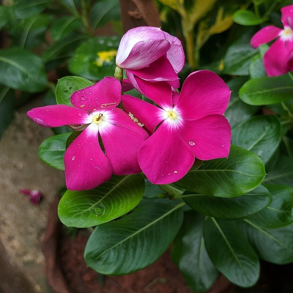 Catharanthus roseus 'Coral XDR Cranberry' ~ Cora® XDR Cranberry Vinca-ServeScape