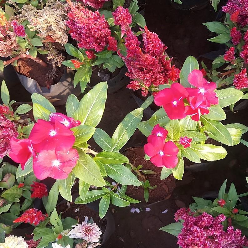 Catharanthus roseus 'Coral XDR Cranberry' ~ Cora® XDR Cranberry Vinca-ServeScape