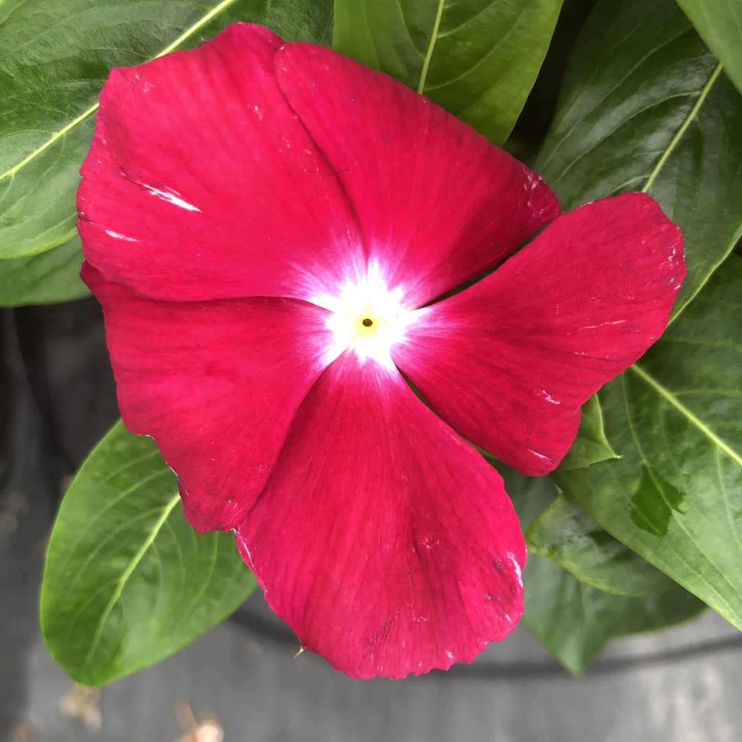 Catharanthus roseus 'Cora XDR Cranberry' ~ Cora® XDR Cranberry Vinca-ServeScape