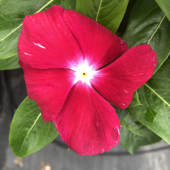 Catharanthus roseus 'Cora XDR Cranberry' ~ Cora® XDR Cranberry Vinca-ServeScape