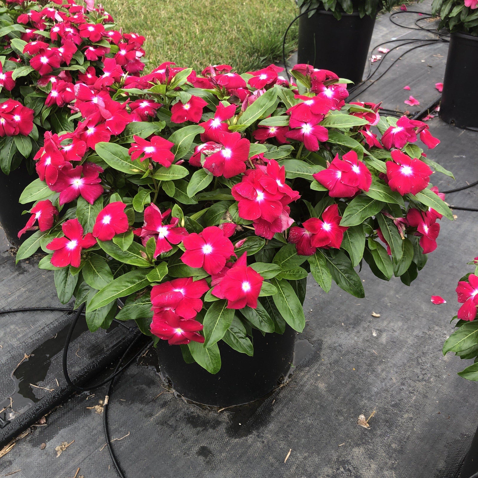 Catharanthus roseus 'Cora XDR Cranberry' ~ Cora® XDR Cranberry Vinca-ServeScape