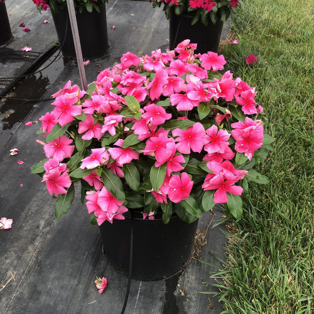 Catharanthus roseus 'Cora XDR Deep Strawberry' ~ Cora® XDR Deep Strawberry Vinca-ServeScape