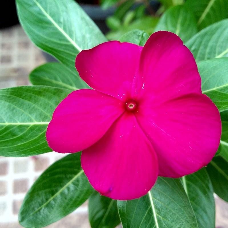 Catharanthus roseus 'Coral XDR Hotgenta' ~ Cora® XDR Hotgenta Vinca-ServeScape