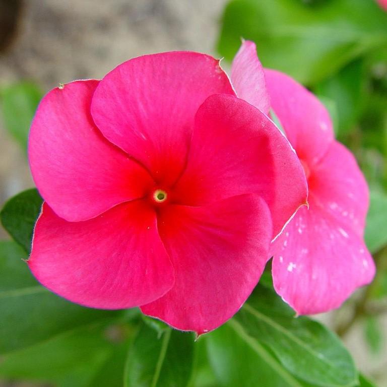 Catharanthus roseus 'Coral XDR Hotgenta' ~ Cora® XDR Hotgenta Vinca-ServeScape