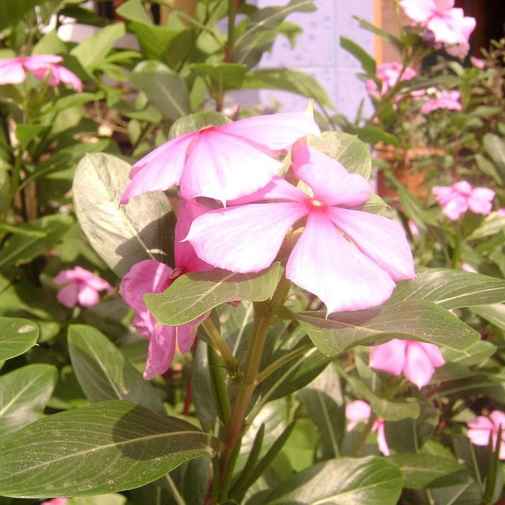 Catharanthus roseus 'Coral XDR Light Pink' ~ Cora® XDR Light Pink Vinca-ServeScape