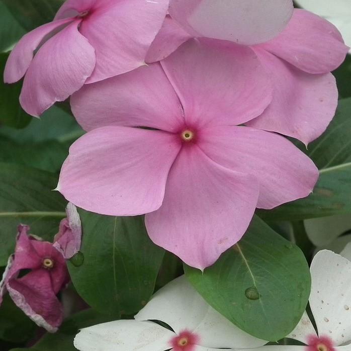 Catharanthus roseus 'Coral XDR Light Pink' ~ Cora® XDR Light Pink Vinca-ServeScape