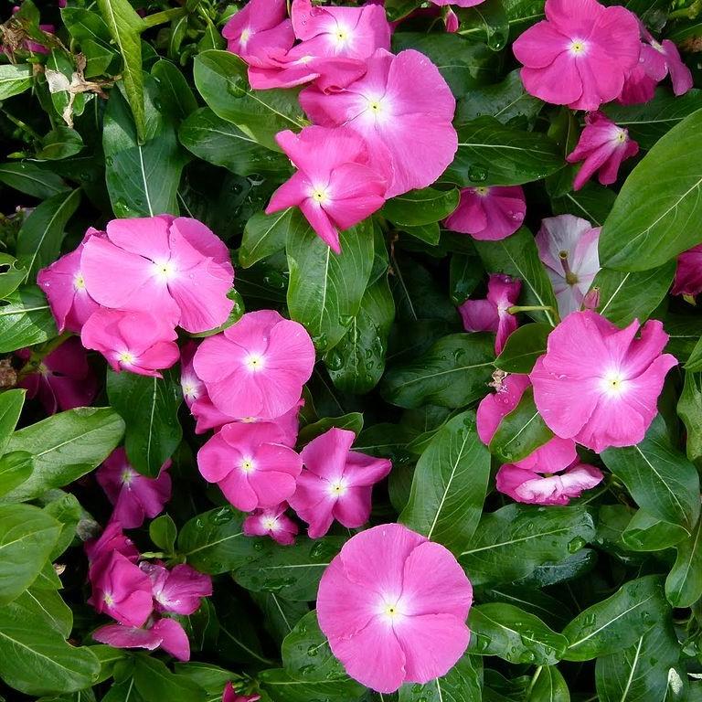 Catharanthus roseus 'Coral XDR Orchid' ~ Cora® XDR Orchid Vinca-ServeScape