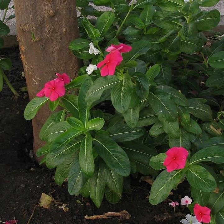 Catharanthus roseus 'Coral XDR Punch' ~ Cora® XDR Punch Vinca-ServeScape