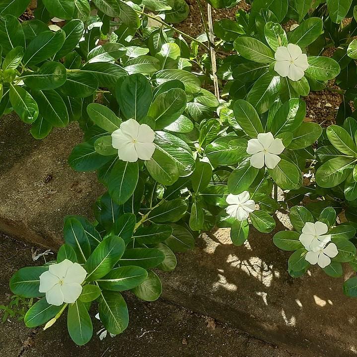 Catharanthus roseus 'Coral XDR White' ~ Cora® XDR White Vinca-ServeScape
