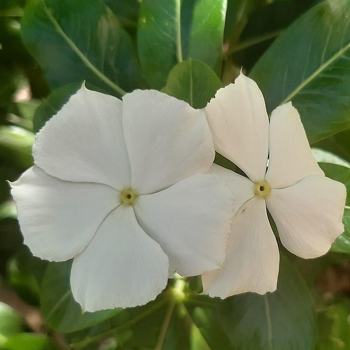 Catharanthus roseus 'Coral XDR White' ~ Cora® XDR White Vinca-ServeScape