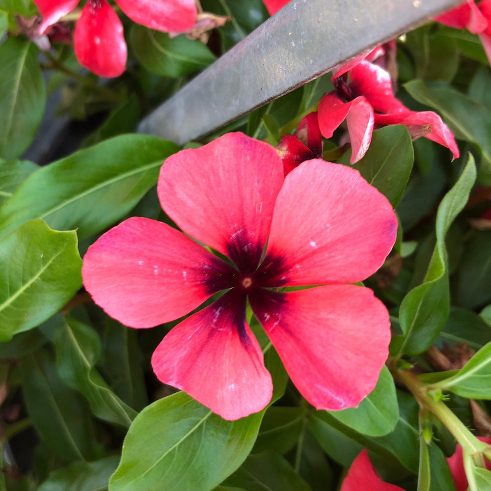 Catharanthus roseus 'PAS1192834' ~ Tattoo™ Papaya Vinca-ServeScape