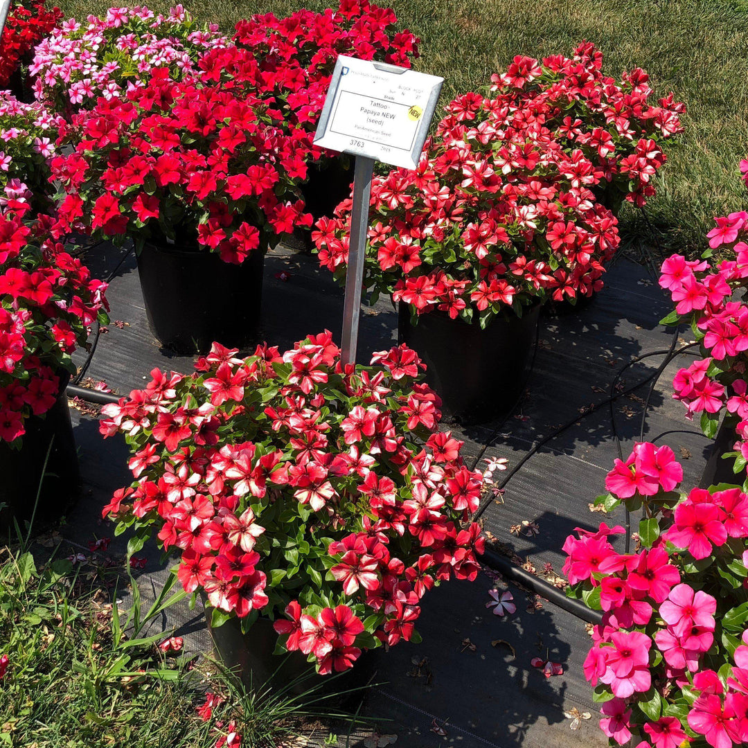 Catharanthus roseus 'PAS1192834' ~ Tattoo™ Papaya Vinca-ServeScape