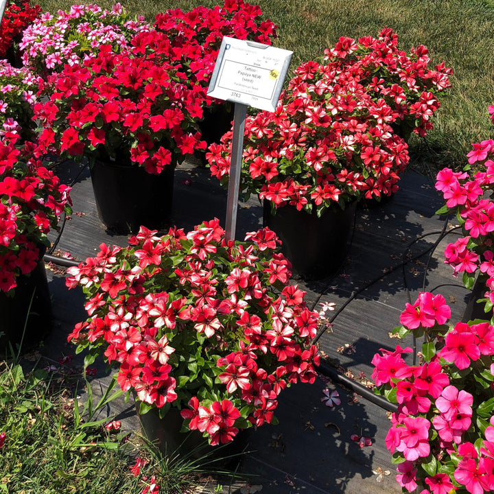 Catharanthus roseus 'PAS1192834' ~ Tattoo™ Papaya Vinca-ServeScape