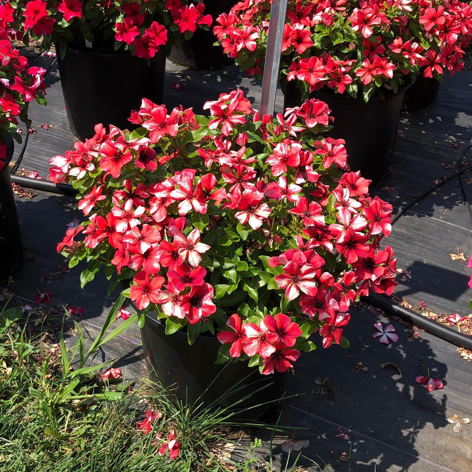 Catharanthus roseus 'PAS1192834' ~ Tattoo™ Papaya Vinca-ServeScape