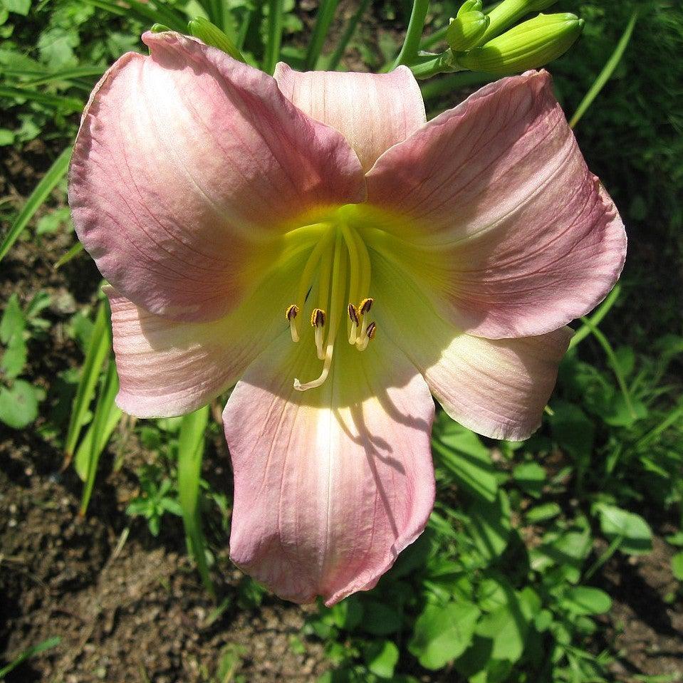 Hemerocallis 'Catherine Woodbury' ~ Catherine Woodbury Daylily-ServeScape