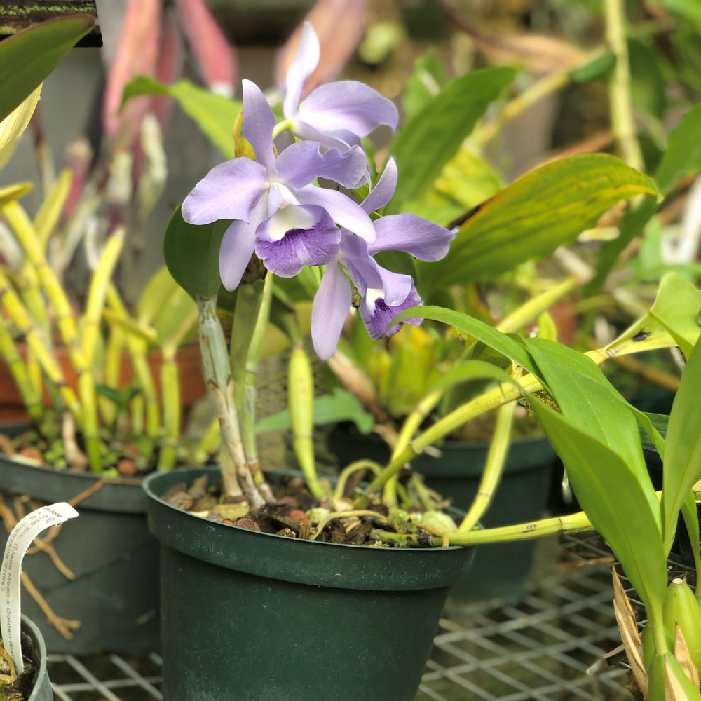 Cattleya hybrid ~ Cattleya Orchid-ServeScape