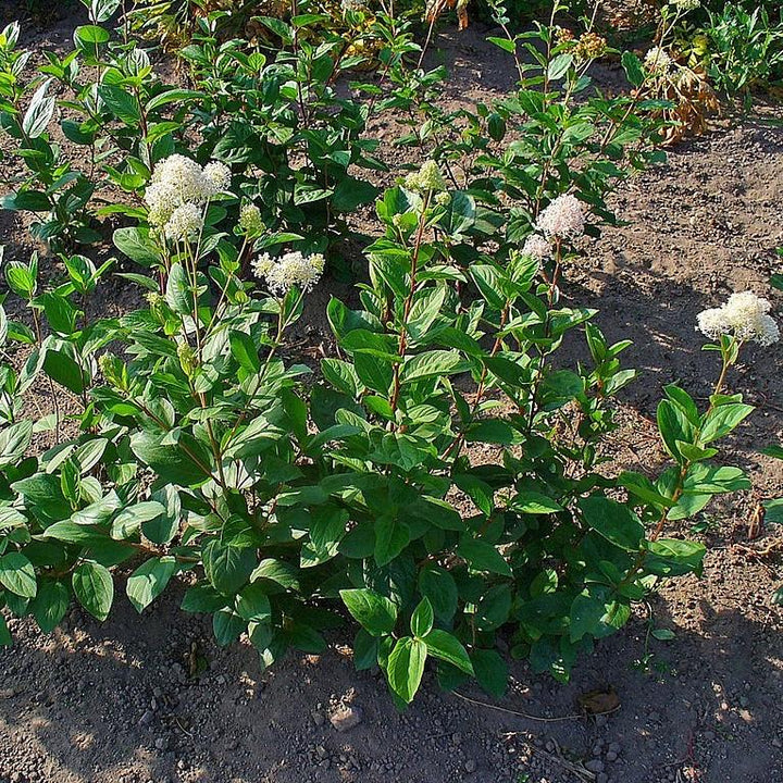 Ceanothus americanus ~ New Jersey Tea-ServeScape