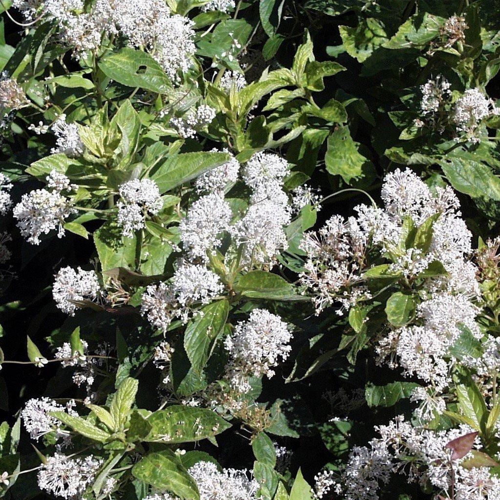 Ceanothus americanus ~ New Jersey Tea - Delivered By ServeScape