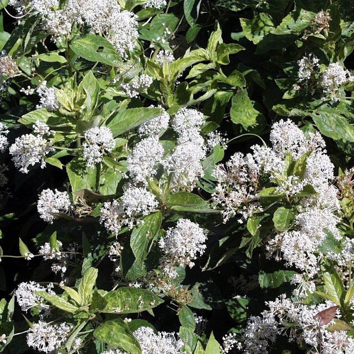Ceanothus americanus ~ New Jersey Tea - Delivered By ServeScape