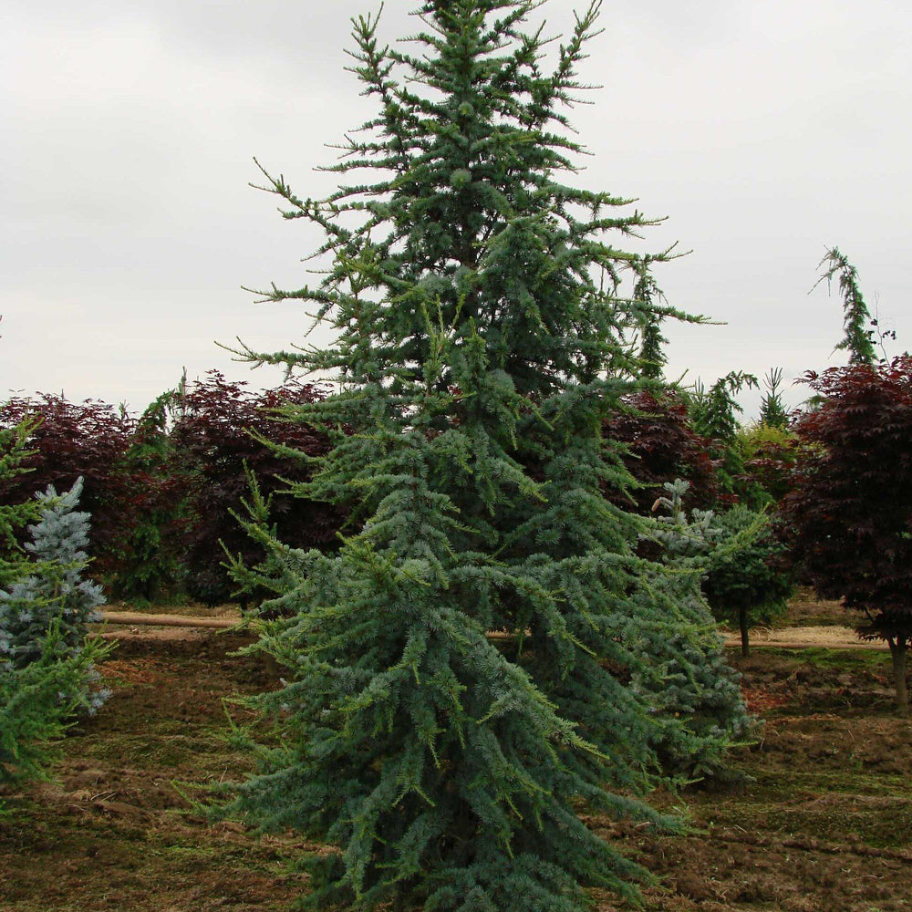 Cedrus atlantica 'Glauca' ~ Blue Atlas Cedar-ServeScape