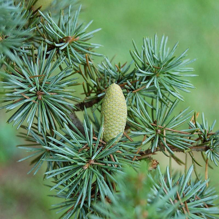 Cedrus atlantica 'Glauca' ~ Blue Atlas Cedar-ServeScape