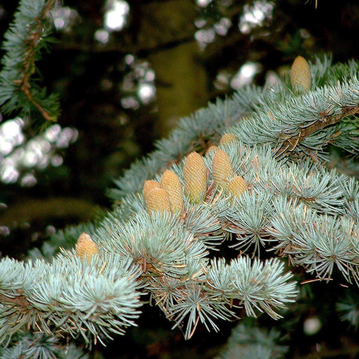 Cedrus atlantica 'Glauca' ~ Blue Atlas Cedar-ServeScape