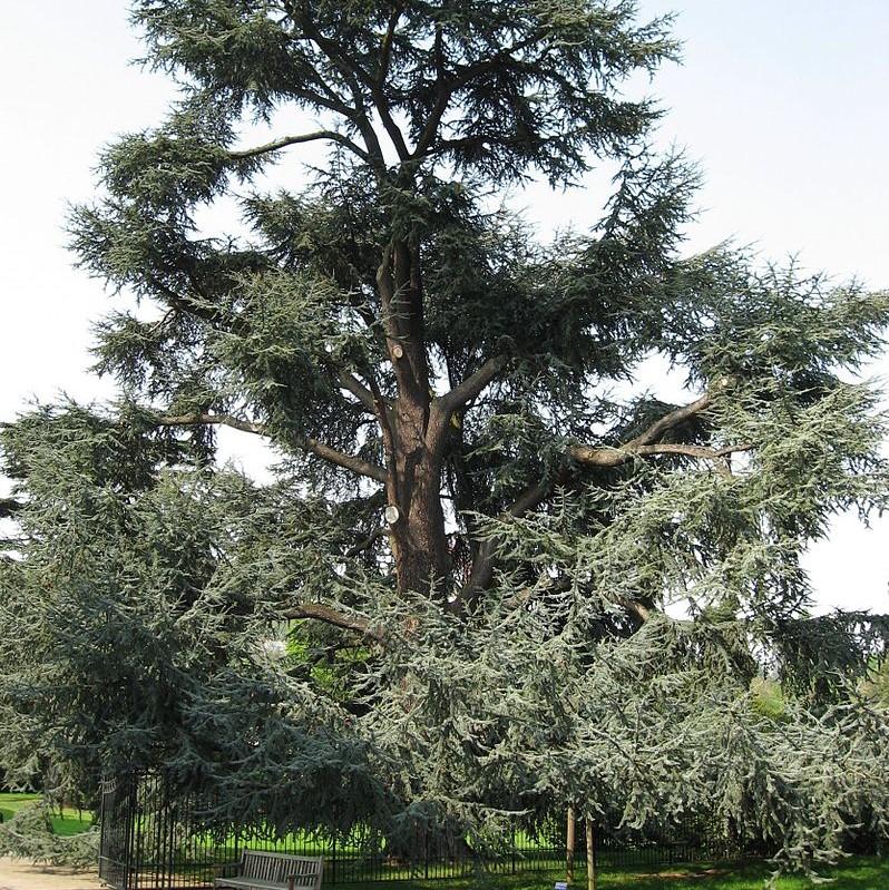 Cedrus atlantica 'Glauca' ~ Blue Atlas Cedar-ServeScape