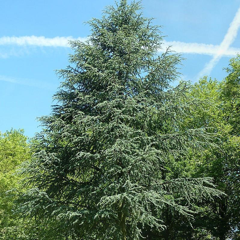 Cedrus atlantica 'Glauca' ~ Blue Atlas Cedar-ServeScape