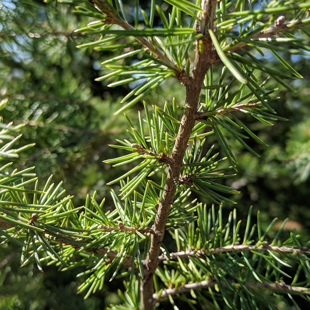 Cedrus deodara 'Bill's Blue'~ Bill's Blue Deodar Cedar - Delivered By ServeScape